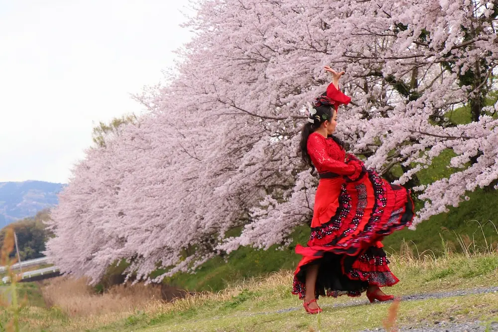 アイレフラメンコスタジオ講師である柿野とも子が満開の桜の前で赤いドレスでフラメンコを踊る様子